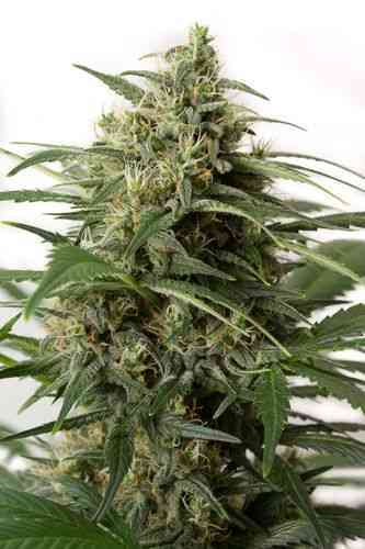 Moby Dick XXL Autoflowering > Dinafem | Autoflowering Hanfsamen  |  Sativa